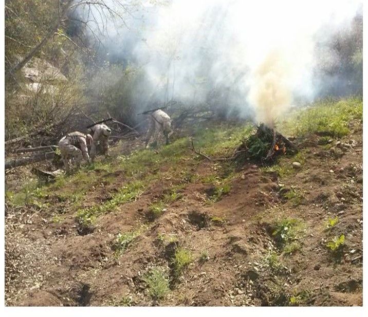 La quema de los sembradíos hallados. Foto: Cortesía