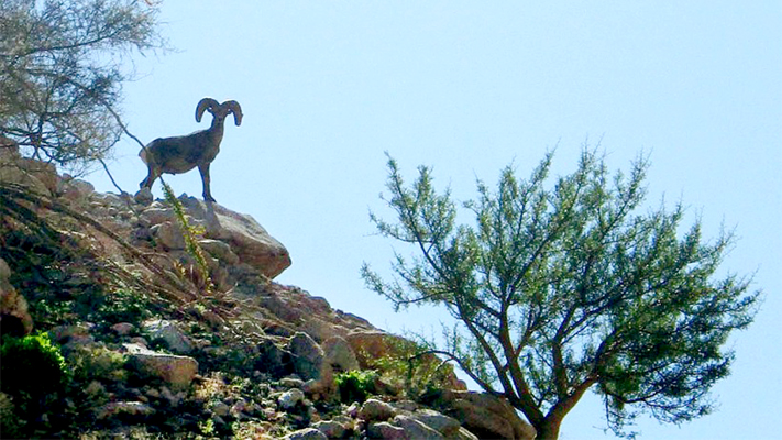 habitad del borrego cimarron