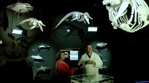 3 Museo de la Ballena expone 38 esqueletos de cetáceos en La Paz