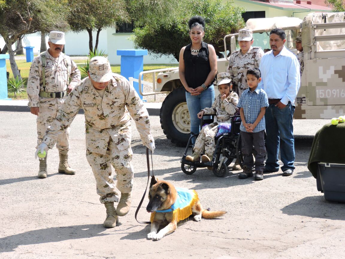 Durante la demostración del equipo canino del Ejército. Foto: Cortesía