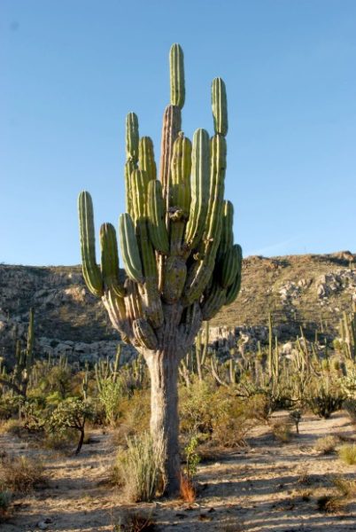 valle de los cirios