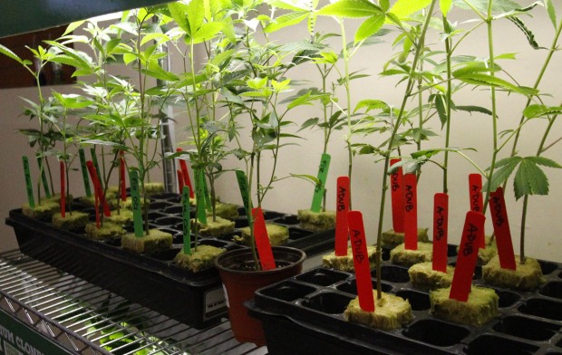 Plantas crecen en establecimiento de marihuana con fines médicos en San Diego