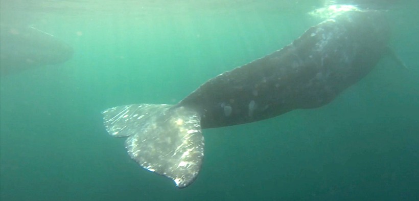 8_Arranca_temporada_de_avistamiento_de_Ballena_Gris_en_BCS.jpg