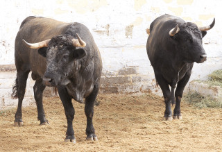 Urge exportación de toros