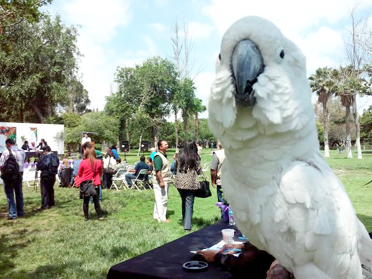 zootijuana1.jpg