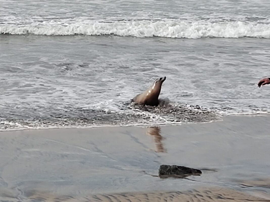 Lobo marino en Playas de Tijuana, Foto Marcos Ángulo.