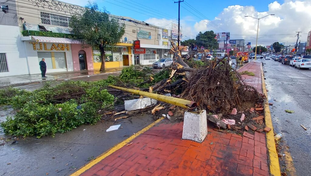 Tras tromba caen seis árboles en el bulevar Díaz Ordaz en Tijuana -  Semanario ZETA