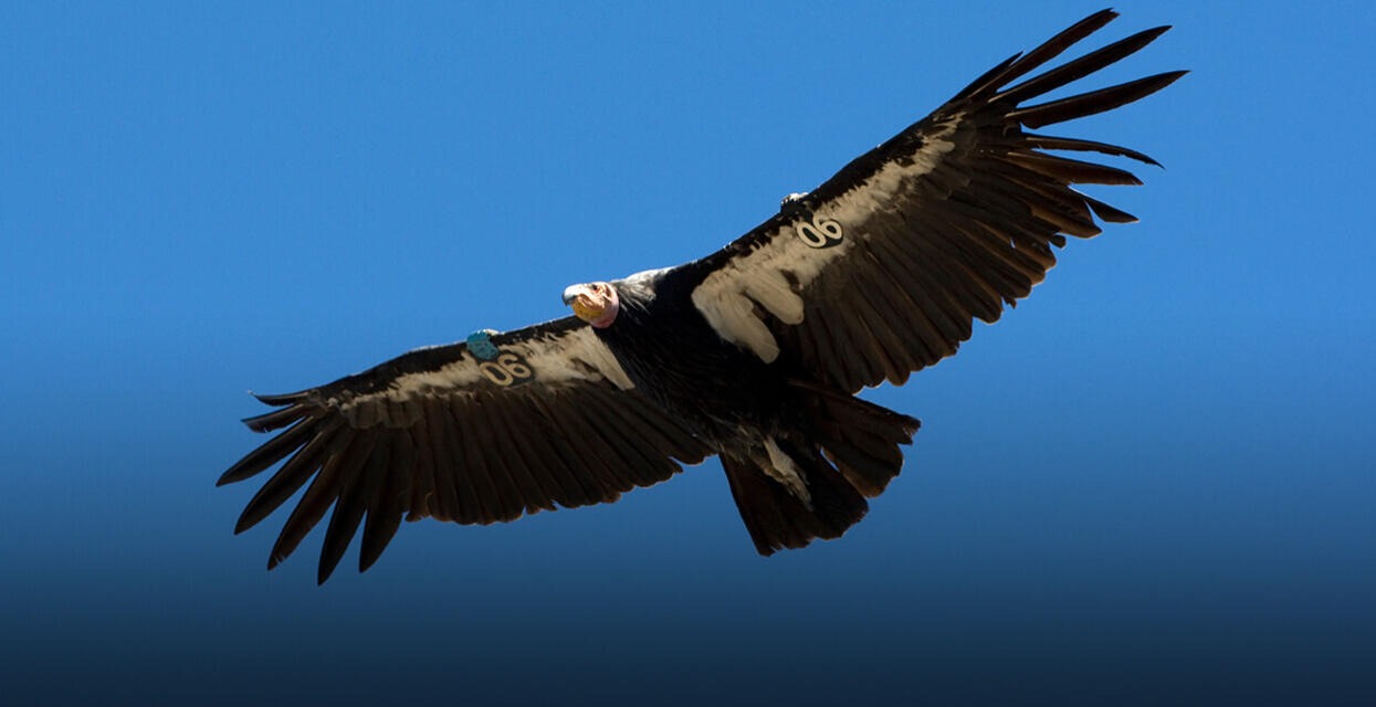 Promising Results: Vaccine Protects California Condors from Avian Influenza