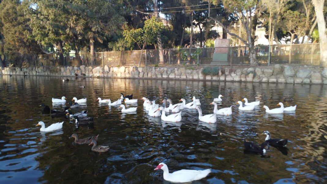 Pato Pekines Americano del Parque Morelos Tijuana Foto Ernesto Eslava