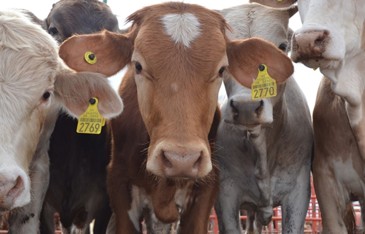 Gobierno Federal asume control de colocación de aretes del ganado bovino en Chiapas - Semanario ZETA