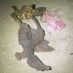 WhatsApp Image 2025-08-18 at 6.02.27 PM