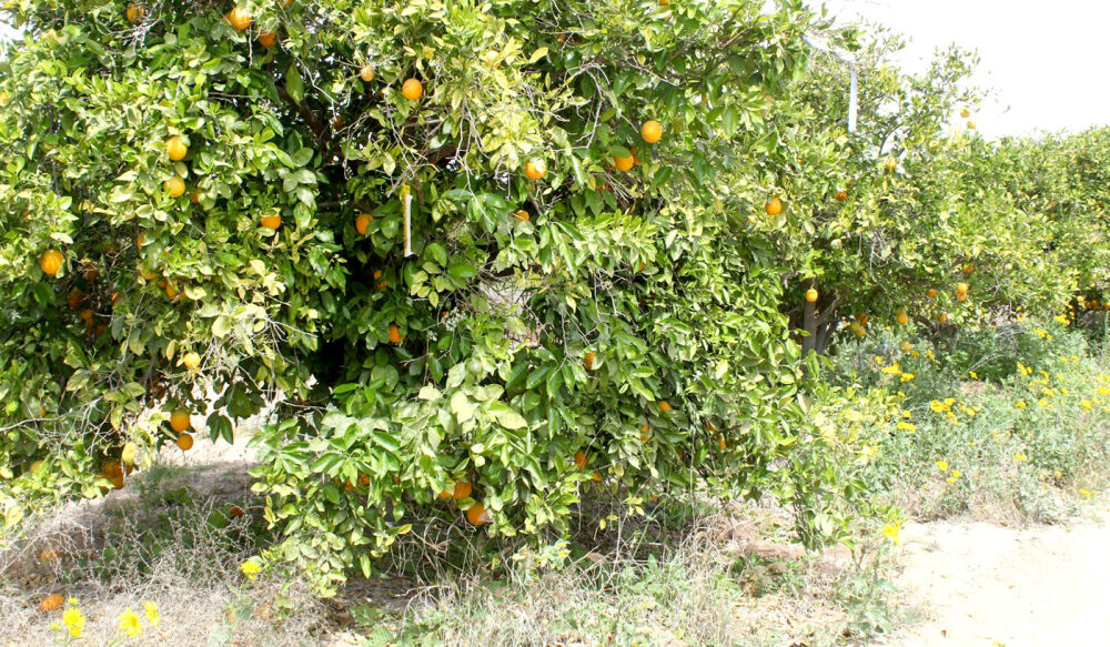 Plaga cítrica se ha expandido en el 90% de las huertas de Santo Domingo