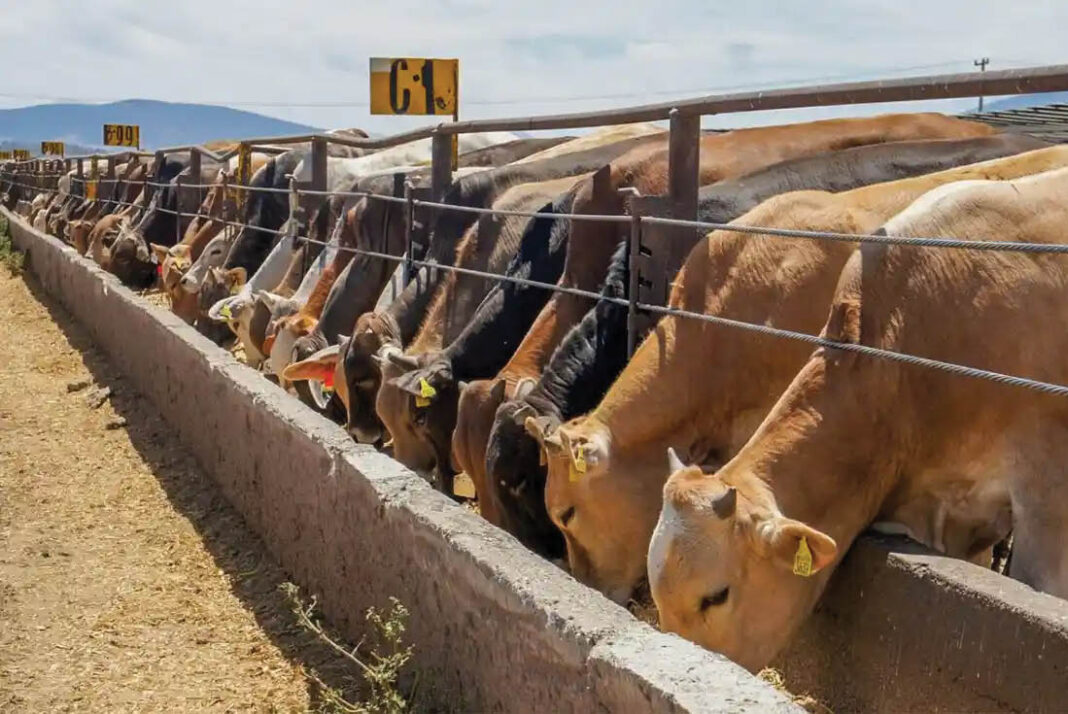 vacas-negocioz