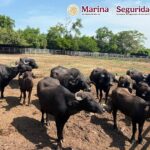 TAMAULIPAS 58