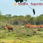 TAMAULIPAS 65
